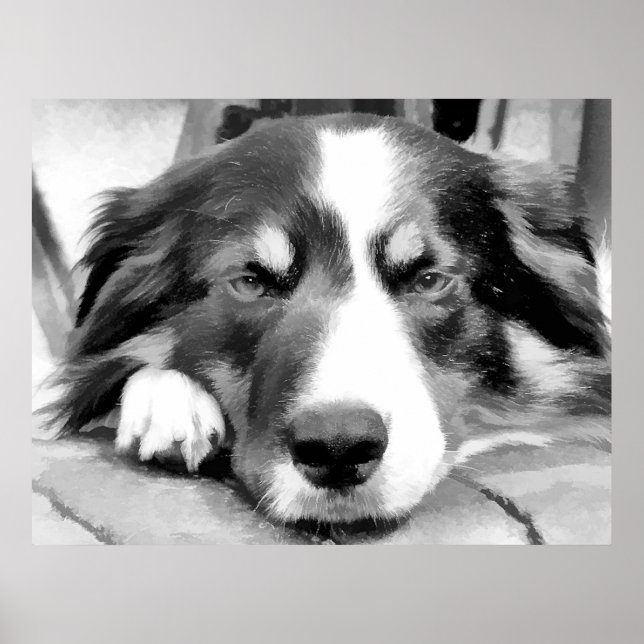 BORDER COLLIE POSTER (Front)