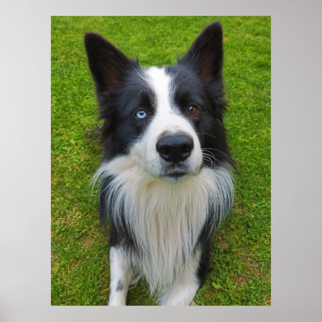 Border Collie Poster (Front)