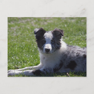 border collie pup postcard