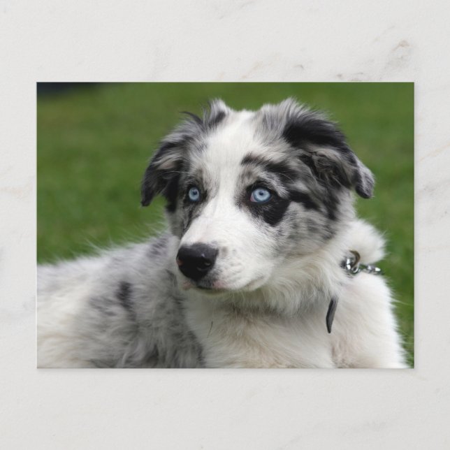 border collie pup postcard (Front)