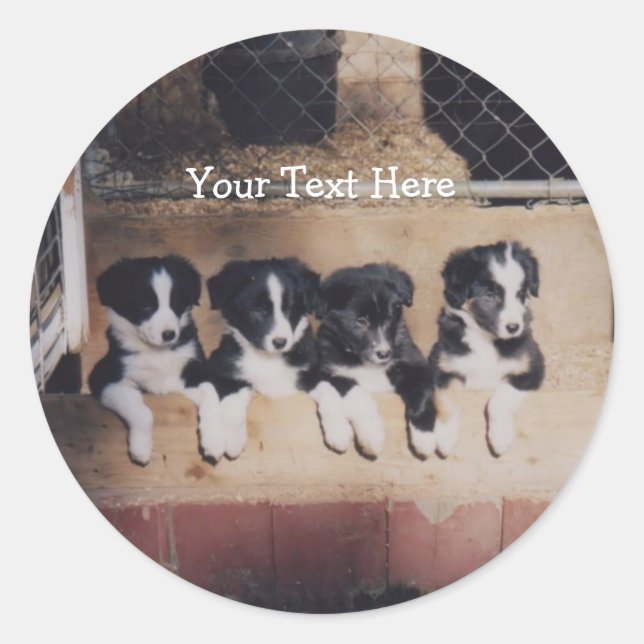 Border Collie Puppies Dog Sticker (Front)