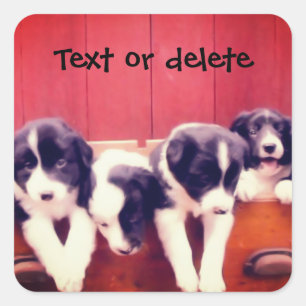 Border Collie Puppies In Drawer Personalized Square Sticker