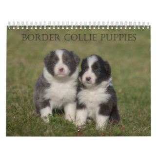 Border Collie Puppies wall calendar