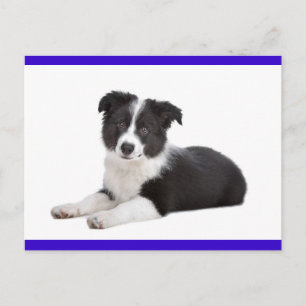 Border Collie Puppy Dog Blank Greeting Post Card