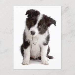 Border Collie Puppy Dog - Blank, Hello, Love Postcard