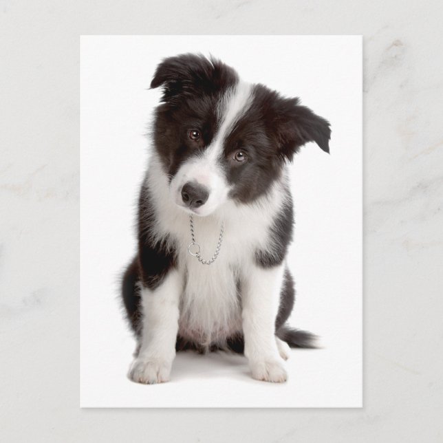 Border Collie Puppy Dog - Blank, Hello, Love Postcard (Front)