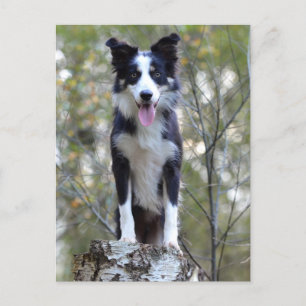 Border Collie Puppy Dog - Blank, Hello, Love Postcard