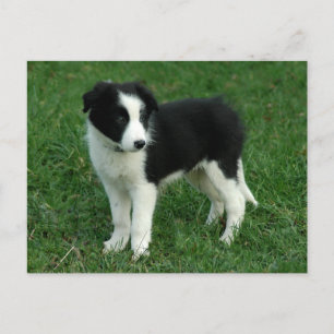 Border Collie Puppy Dog - Blank, Hello, Love Postcard