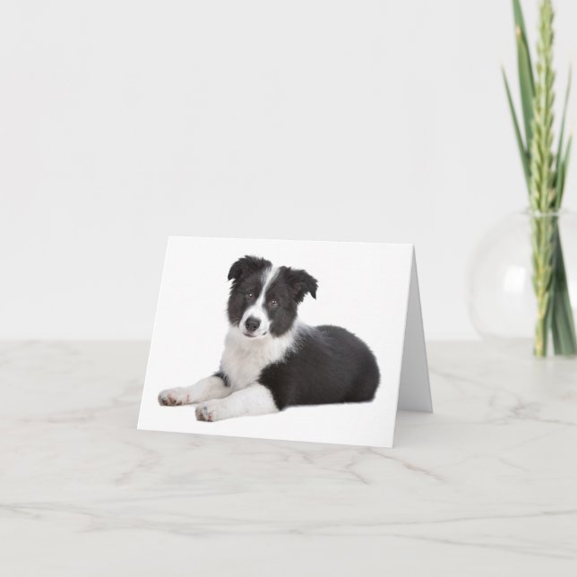 Border Collie Puppy Dog Blank Note Card (Front)