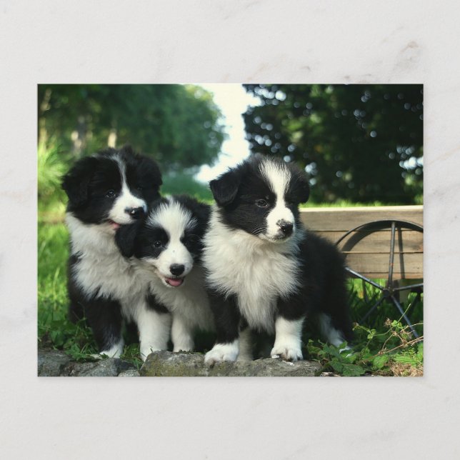 Border Collie Puppy Dog - Hello, Thinking of You Postcard (Front)