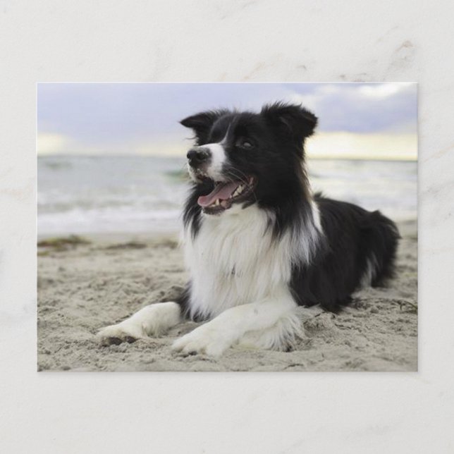 Border Collie Puppy Dog - Missing You, Hello Postcard (Front)