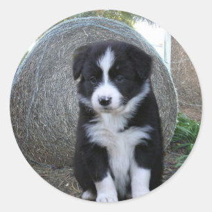 Border Collie Puppy Farm Life, Classic Round Sticker