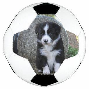 Border Collie Puppy Farm Life, Soccer Ball