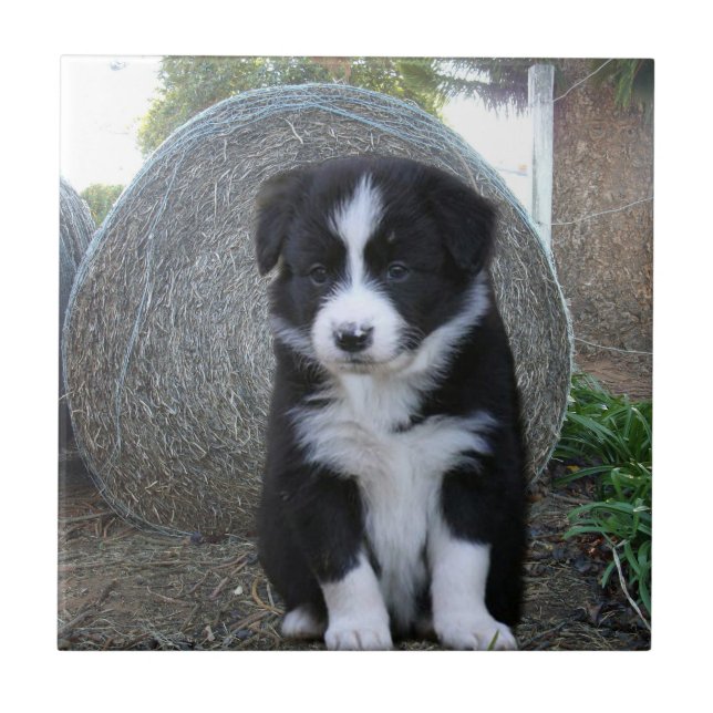 Border Collie Puppy Farm Life, Tile (Front)