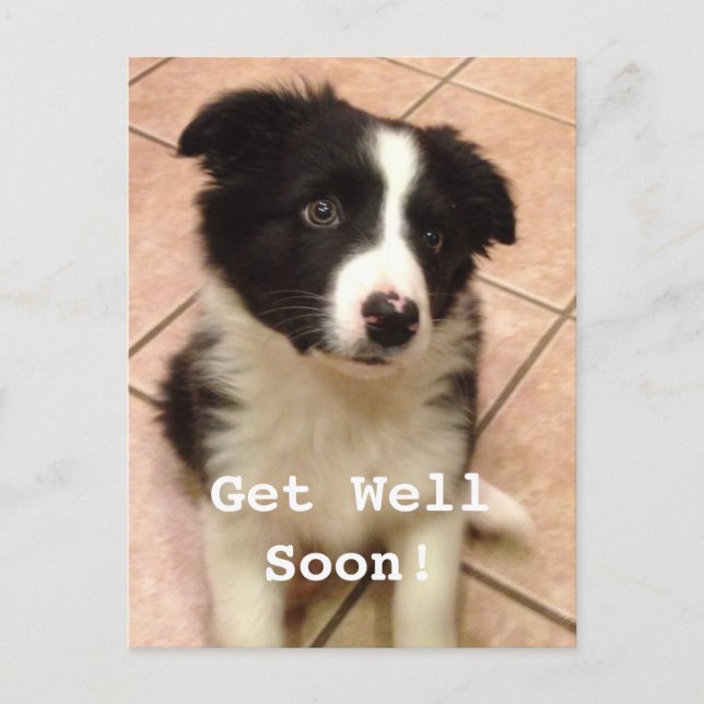 Border Collie Puppy Get Well Postcard (Front)