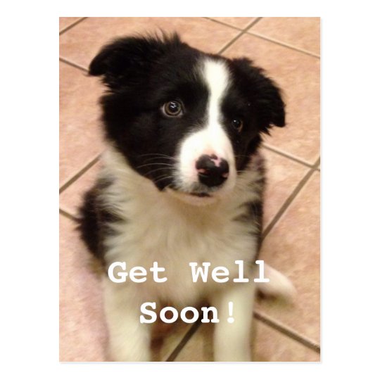 Border Collie Puppy Get Well Postcard