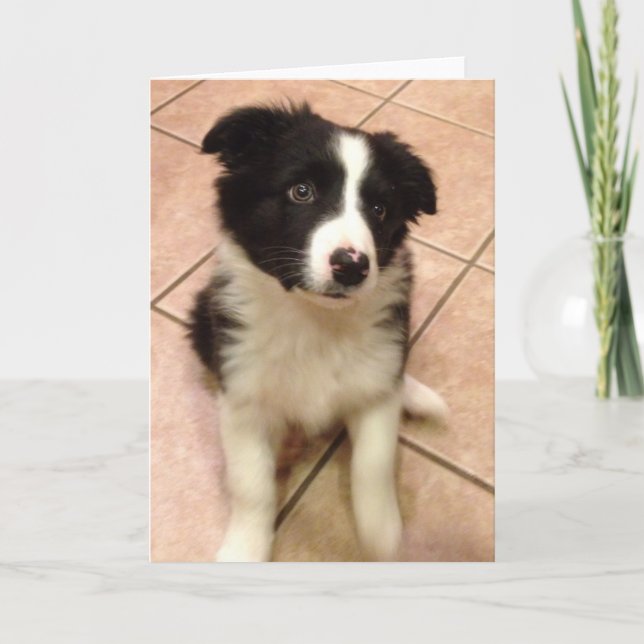 Border Collie Puppy Greeting Card (Front)