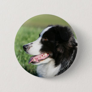 Border Collie Puppy Laying Down 2 Inch Round Button