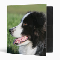 Border Collie Puppy Laying Down