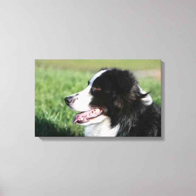 Border Collie Puppy Laying Down Canvas Print (Front)