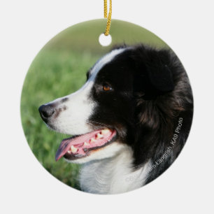 Border Collie Puppy Laying Down Ceramic Ornament