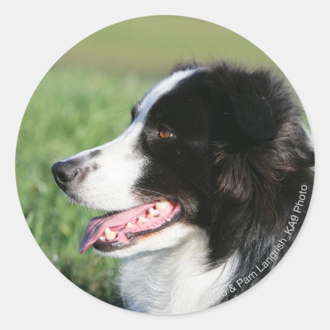 Border Collie Puppy Laying Down Classic Round Sticker (Front)
