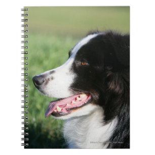 Border Collie Puppy Laying Down Notebook