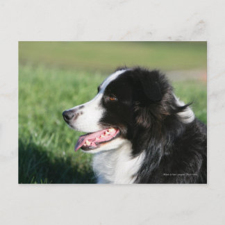 Border Collie Puppy Laying Down Postcard