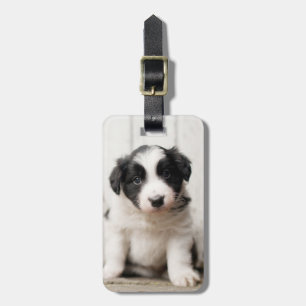 Border Collie Puppy Luggage Tag