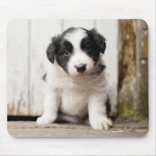 Border Collie Puppy Mouse Pad