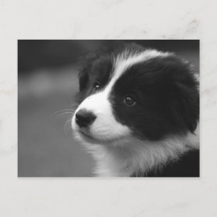 Border Collie Puppy Postcard