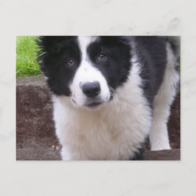 Border Collie Puppy Postcard (Front)