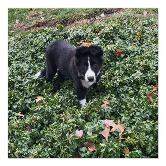 Border Collie Puppy Poster (Front)