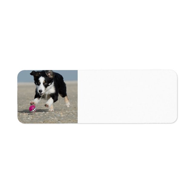 border collie puppy running on beach with toy (Front)