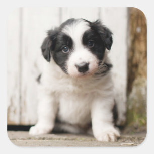 Border Collie Puppy Square Sticker