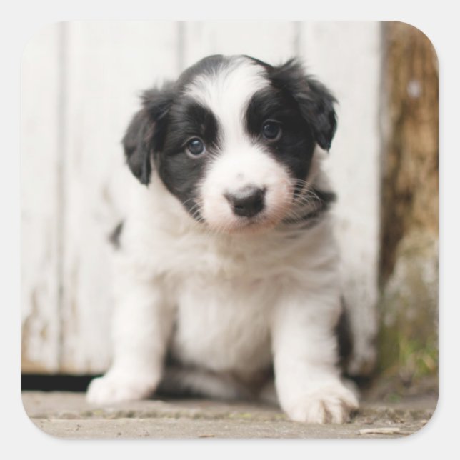 Border Collie Puppy Square Sticker (Front)