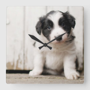 Border Collie Puppy Square Wall Clock