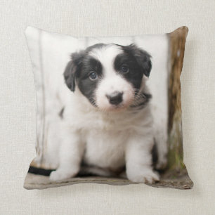 Border Collie Puppy Throw Pillow