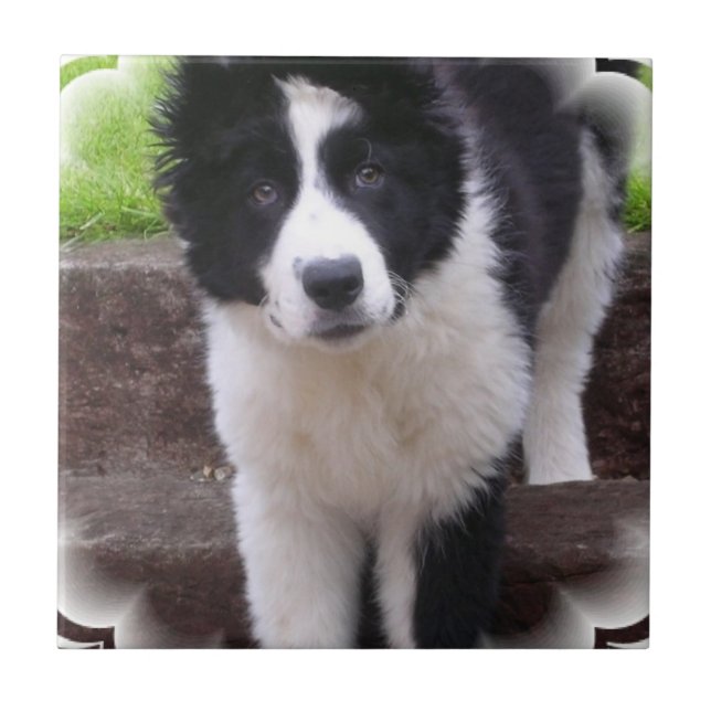 Border Collie Puppy Tile (Front)