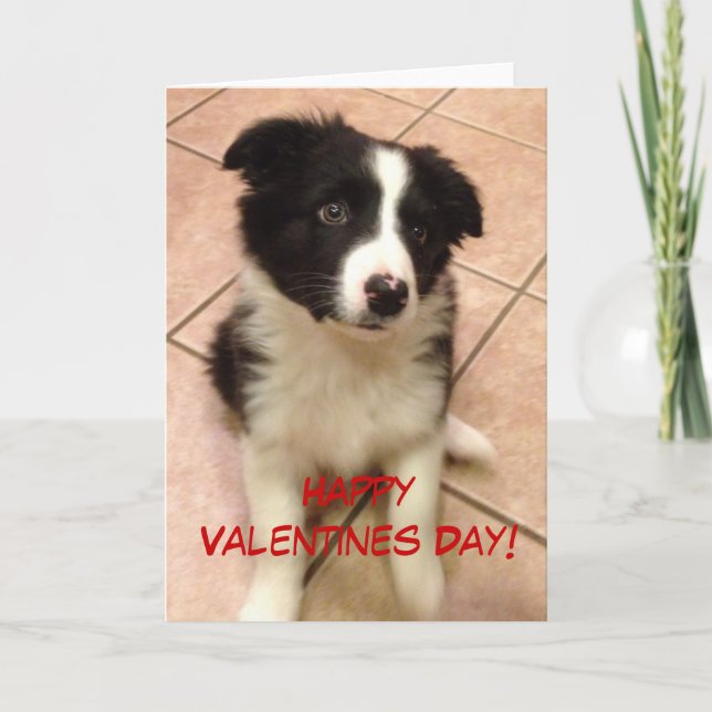 Border Collie Puppy Valentine's Day Card (Front)