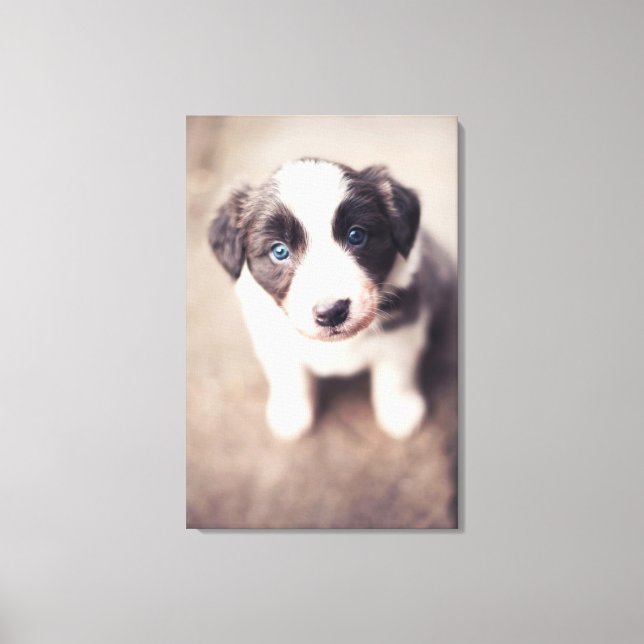 Border Collie Puppy With Blue Eyes Canvas Print (Front)