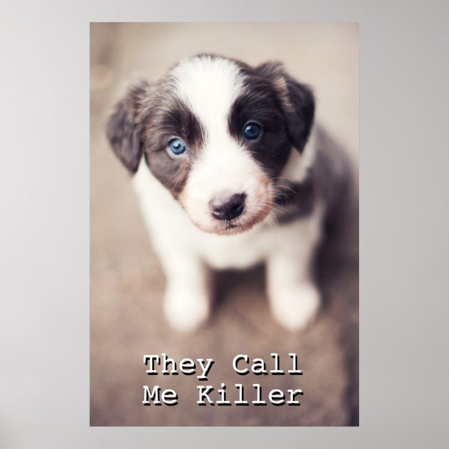 Border Collie Puppy With Blue Eyes Poster (Front)