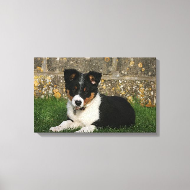 Border Collie Puppy with Leaf in Mouth Canvas Print (Front)