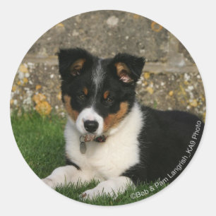 Border Collie Puppy with Leaf in Mouth Classic Round Sticker