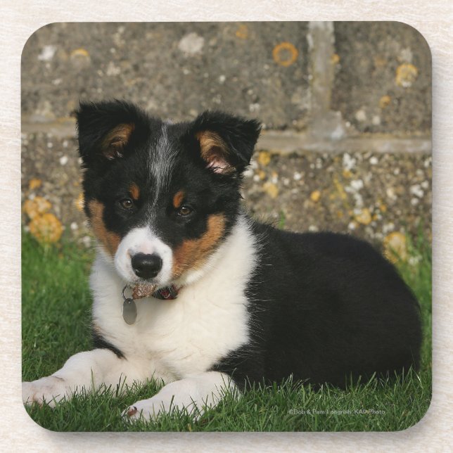 Border Collie Puppy with Leaf in Mouth Coaster (Front)