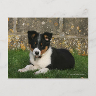 Border Collie Puppy with Leaf in Mouth Postcard