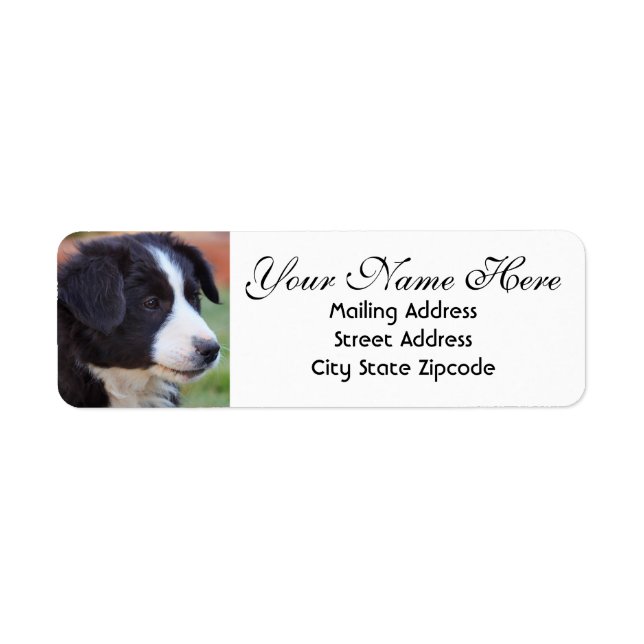 Border Collie Return Address (Front)
