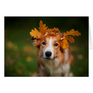 Border collie rouge avec une guirlande de feuille