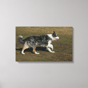 Border Collie Running 1 Canvas Print