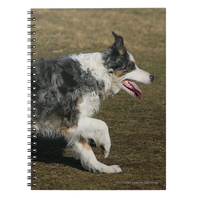 Border Collie Running 1 Notebook (Front)